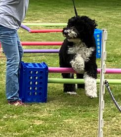 dog using agility course at bark in the park